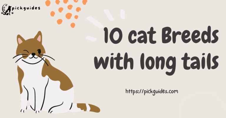 cat-breeds-pickguides