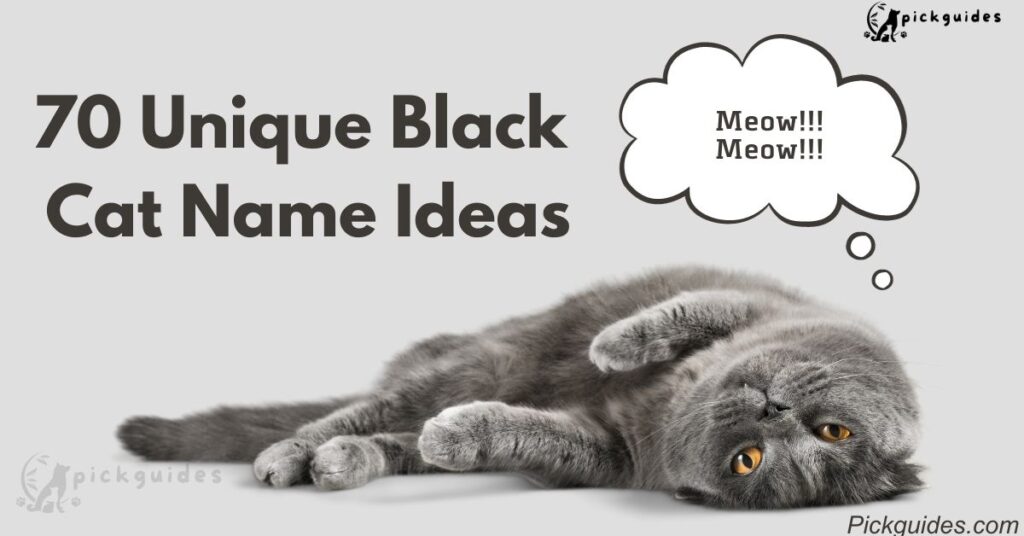 70 Unique Black Cat Name Ideas With Meanings Pickguides