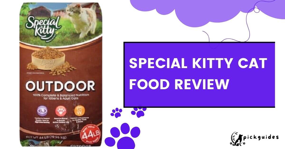 Special kitty hot sale cat food