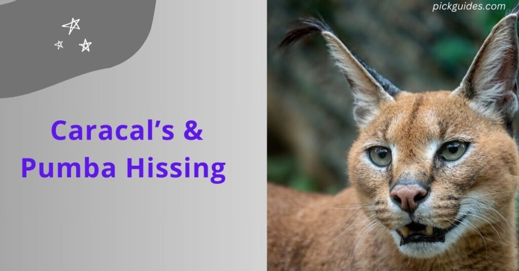 Understanding Caracal's & Pumba Hissing -caracal hissing - pickguides