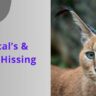 Understanding Caracal’s & Pumba Hissing -caracal hissing