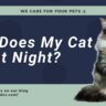 Why Does My Cat Cry at Night?