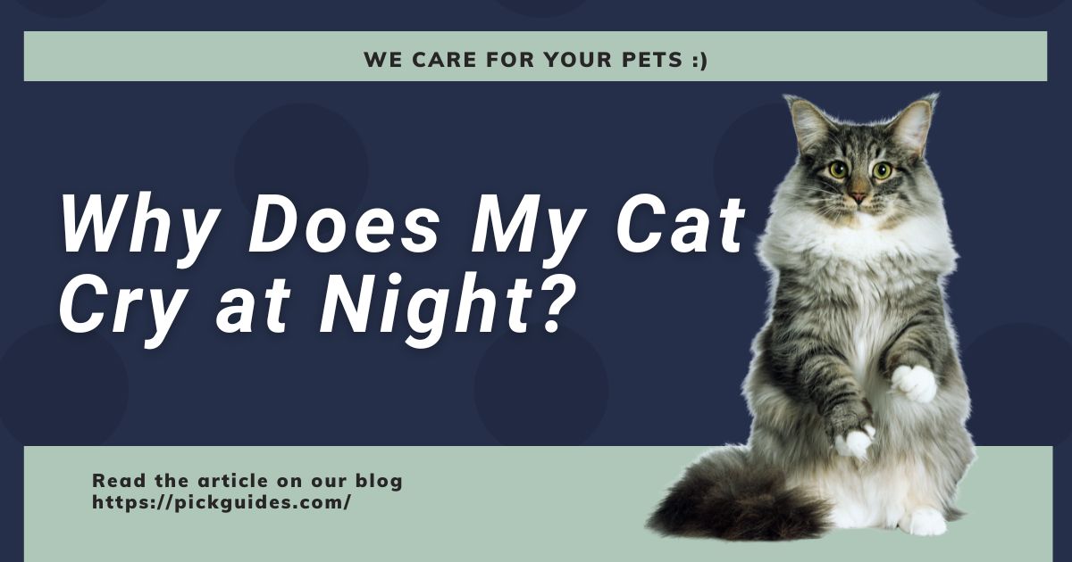 Why Does My Cat Cry At Night Pickguides