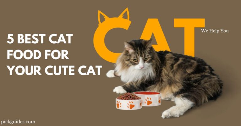 5 Best Cat Food For Your Cute Cat