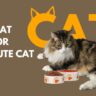 5 Best Cat Food For Your Cute Cat